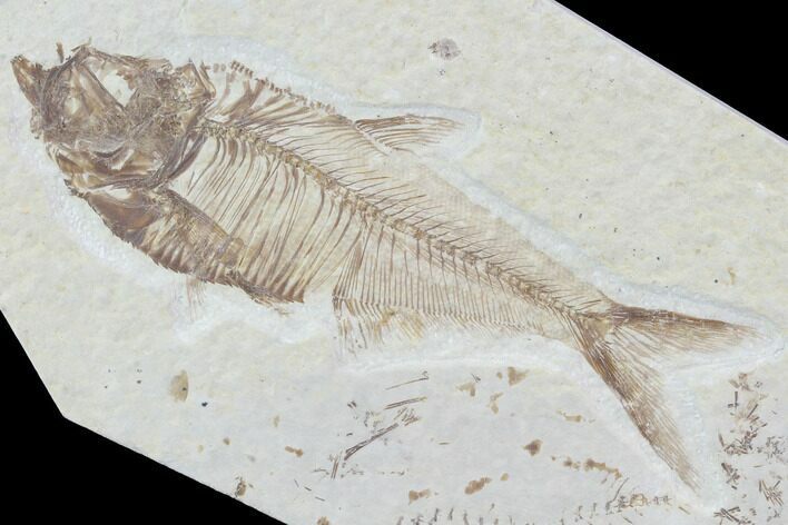 Diplomystus Fossil Fish - Wyoming #93995